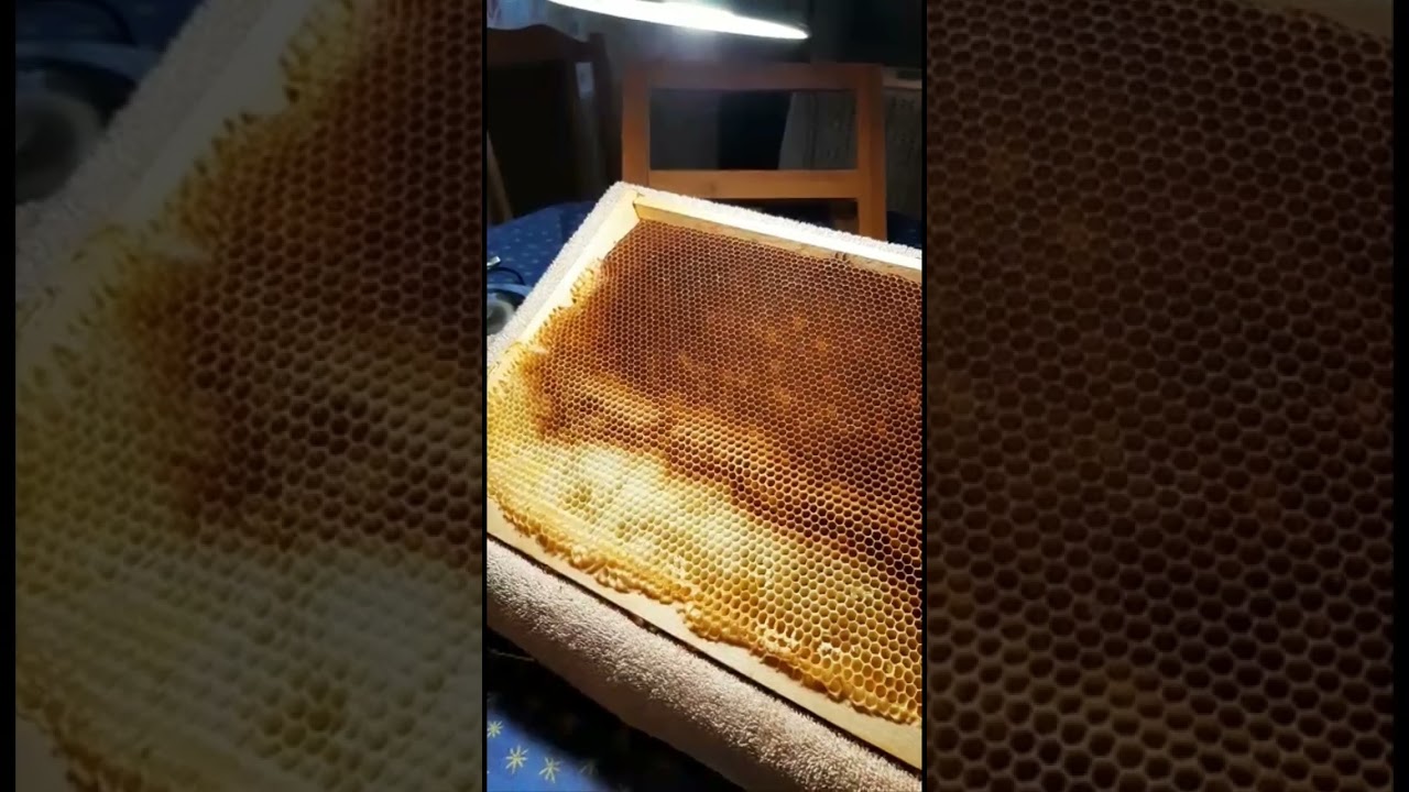 Apicultura in Cluj, cresterea reginelor 🐝👑🐝