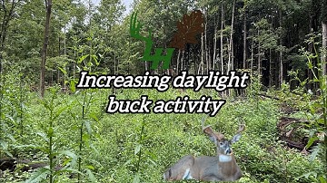 Creating Quality Security Cover (What to Expect Post Logging/ Hinge Cut Follow-Up)