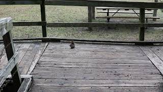 Nature Clip - 33 - Squirrel, Finches by FriskyTheBeaver 82 views 4 months ago 2 minutes, 1 second