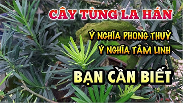 Phong thủy cây tùng la hán - Ý nghĩa tâm linh cây tùng la hán