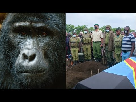 Video: Uzbuđenje Traženja I Pronalaska Gorila U Nacionalnom Parku Virunga