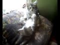 Cutest Kittens Ever!  Baby Maine Coon Cats Wrestle And Cuddle!