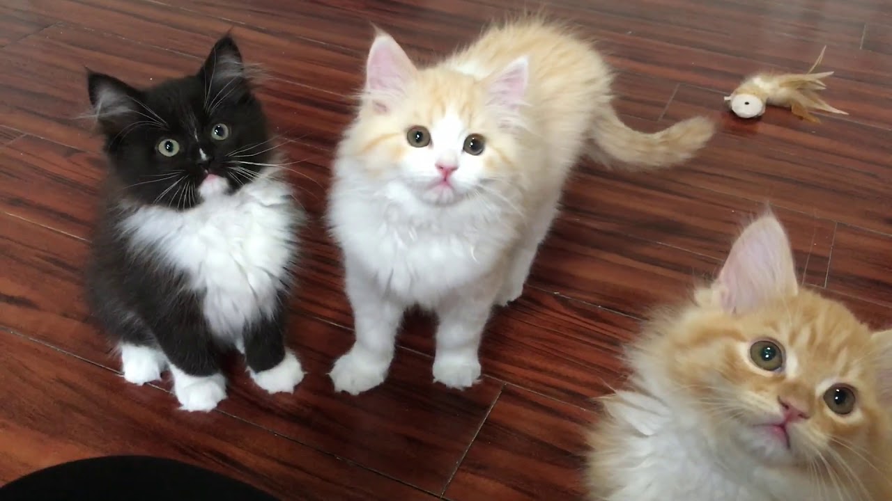 RagaMuffin KittensVampire Diaries 11wkImperial Rags YouTube