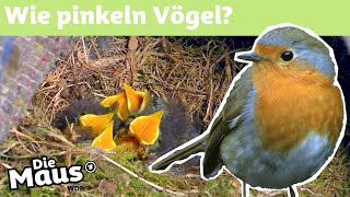 Machen Vögel ins Nest? | DieMaus | WDR