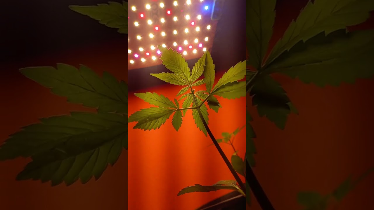 cultivo indoor: grow de baixo custo: prenseeds cannabis