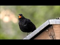 Amselgesang - Diese Töne gibt eine Amsel von sich singen und schimpfen