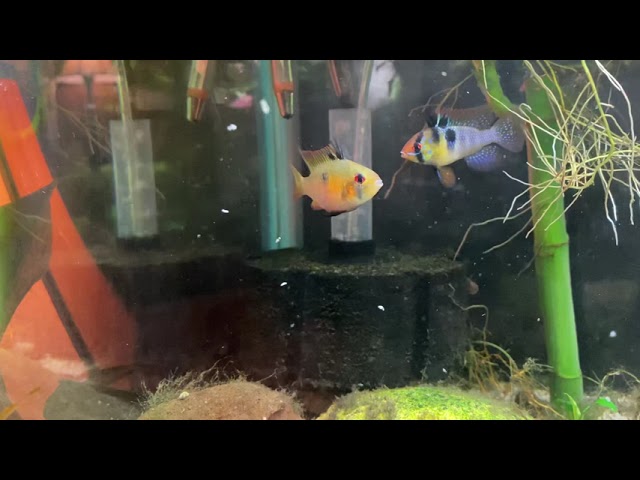 Spawning Report: Mikrogeophagus Ramirezi (German Blue Rams) content media