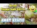 Review tanaman jambu  amat kentis