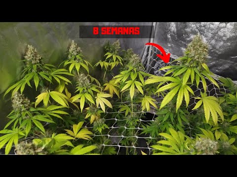 Vídeo: Quanto tempo leva para uma planta de chá amadurecer?