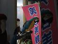 大隻金剛鸚鵡養多久了