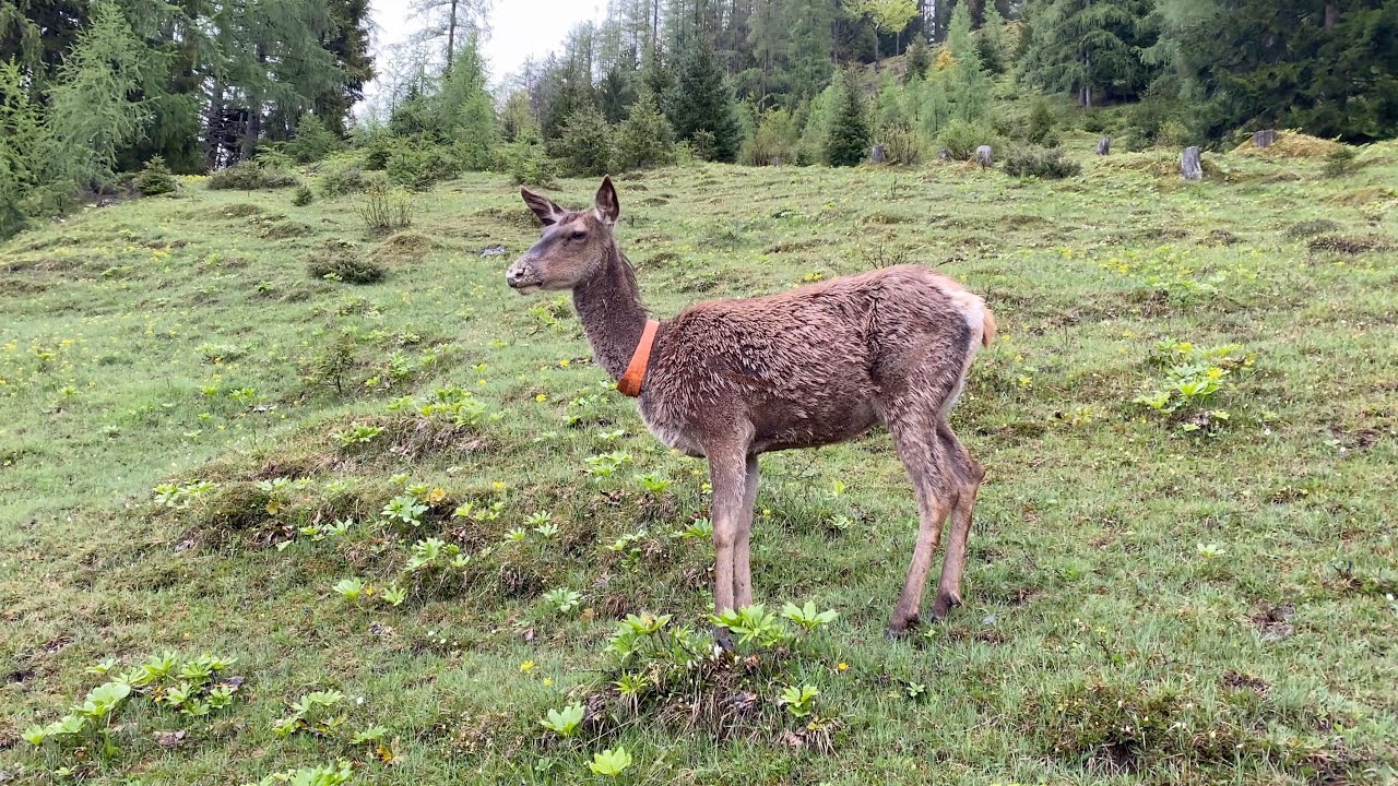 Thomas Strubreiter ARCHEBAUER Seewaldsee #15