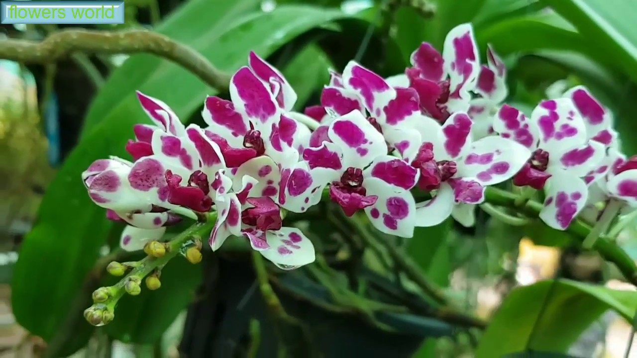 Download The beauty of orchids Rhynchostylis gigantea.