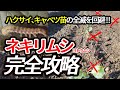 【プロ農家直伝】苗のネキリムシを防御！白菜とキャベツの苗を絶対失敗しない、ヨトウムシや害虫を寄せ付けない必殺技