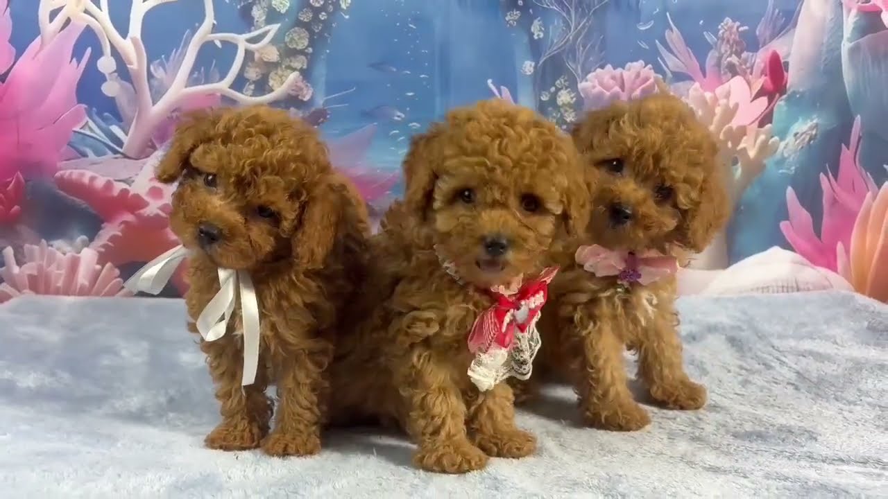 トイ・プードルの子犬（メス♀） 武蔵小山店 No.00768128｜ペット