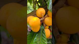 Мушмула созрела /Сочи Лазаревский р-н#сочинцы #переезднаюг #природасочи#мушмула#летовсочи#лоо