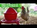 Ora sono INDIPENDENTI posso andare in VACANZA! Abbeveratoio Automatico per pollaio