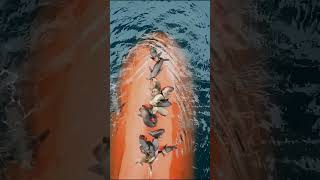 Por Qué A Las Focas Les Encanta Sentarse En Los Timones De Los Barcos?