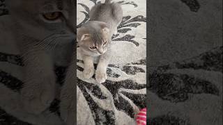 Утренние процедуры,травим блох#cat #kitten #прикольныекоты #catvideos