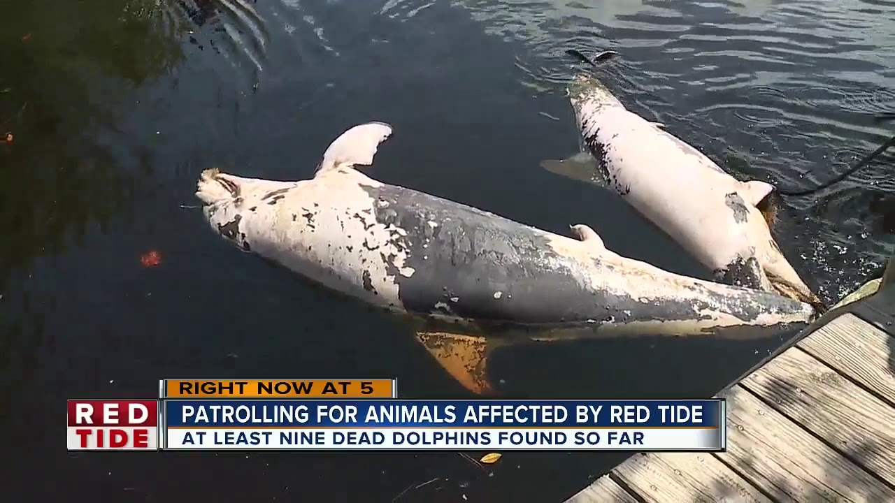 Local crews search water for dead animals from red tide - YouTube