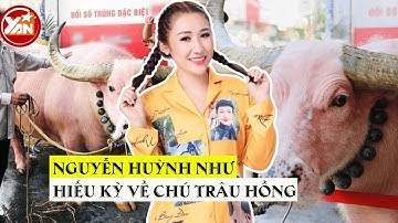 Thú vui đậm chất "người có tiền" của TikToker Nguyễn Huỳnh Như: Lặn lội đường xa tìm chú trâu hồng