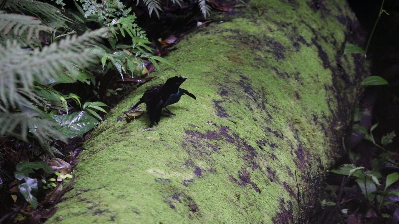 Vogelkop superb bird-of-paradise - Indonesia 1 