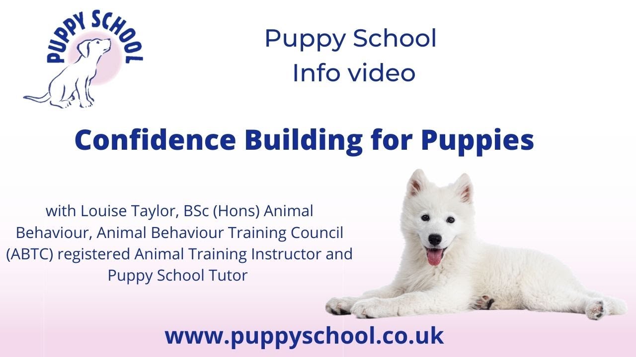 Confidence Building for Puppies