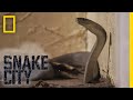 Encountering a Monster Mamba | Snake City