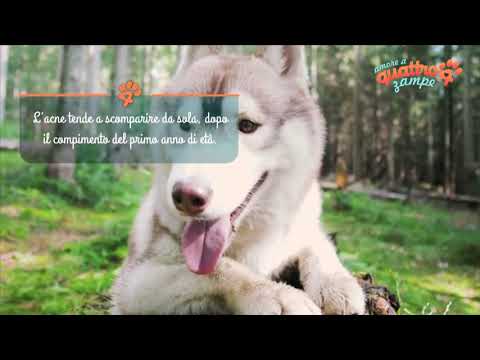 Video: Trattamenti Per L'acne Del Cane - Disturbi Dell'acne Nei Cani