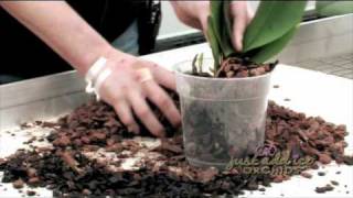 Re-Potting your Just Add Ice Orchid