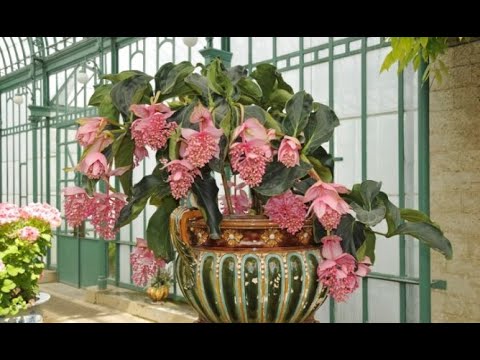 Video: Propagación de semillas de Medinilla: cómo y cuándo plantar semillas de Medinilla