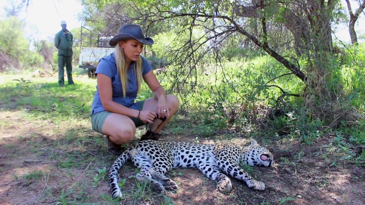 The N/a’an ku sê team deals with a human-carnivore conflict call.