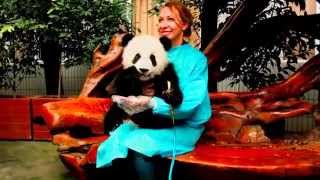 Real Panda Interaction Experience in China, Video is in Full HD