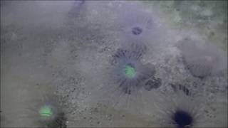 МОСКВАРИУМ. Мир трилобита. Часть 4. The world of trilobite. Part 4