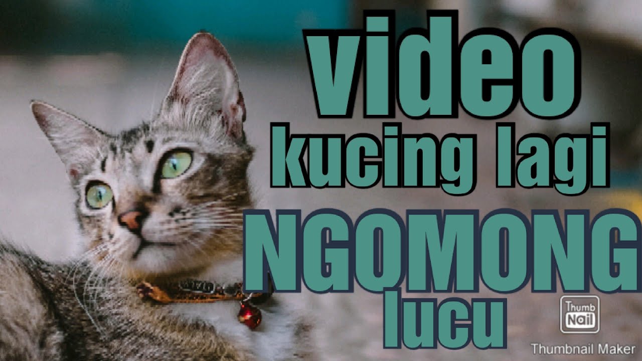 Video lucu kucing bisa ngomong bikin ngakak 