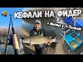 Кефали с фидер на р Марица в гр Пловдив -  Feeder Fishing