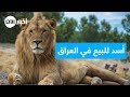 أسد 🦁🦁 للبيع في مشاتل الأعظمية بالعراق