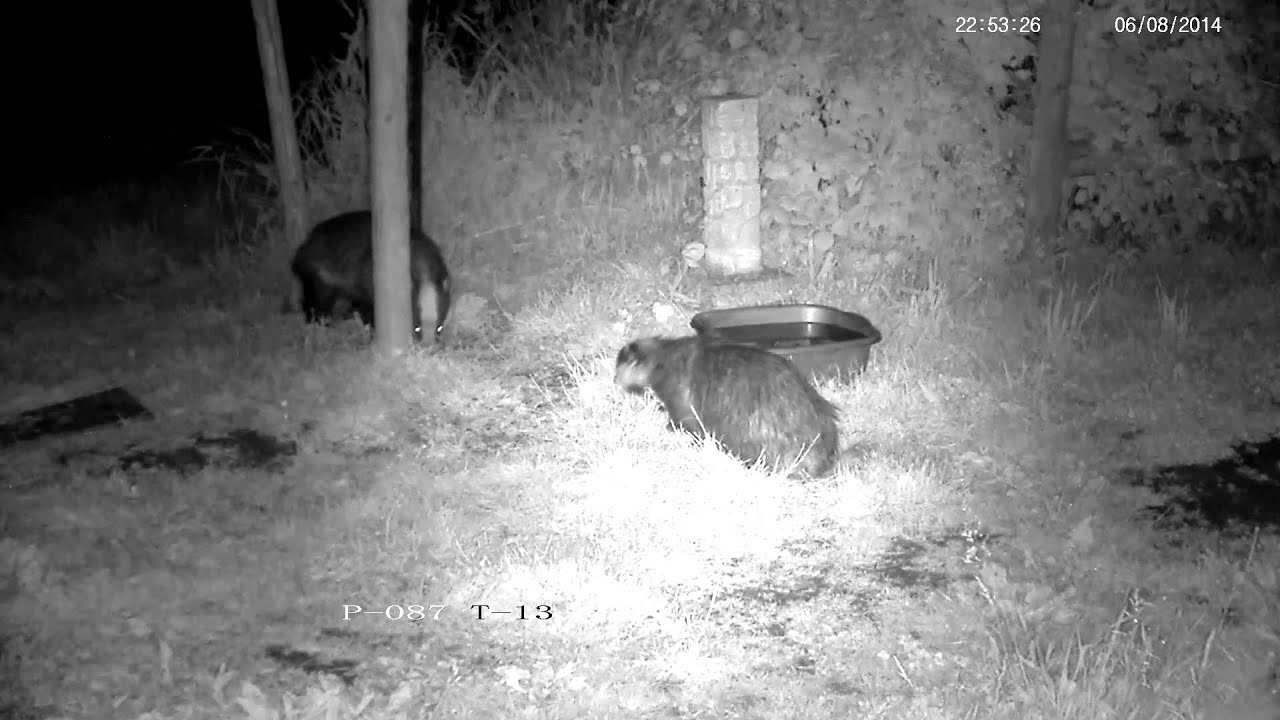 badger animal habitat Another badger fight - this time a bit worse...