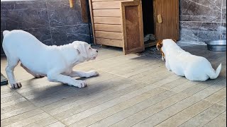 Yavru Kutup Ayni Babasi Escobar