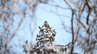 Northern Hawk Owl at Sunrise | Nikon Z6 II | 4K Video