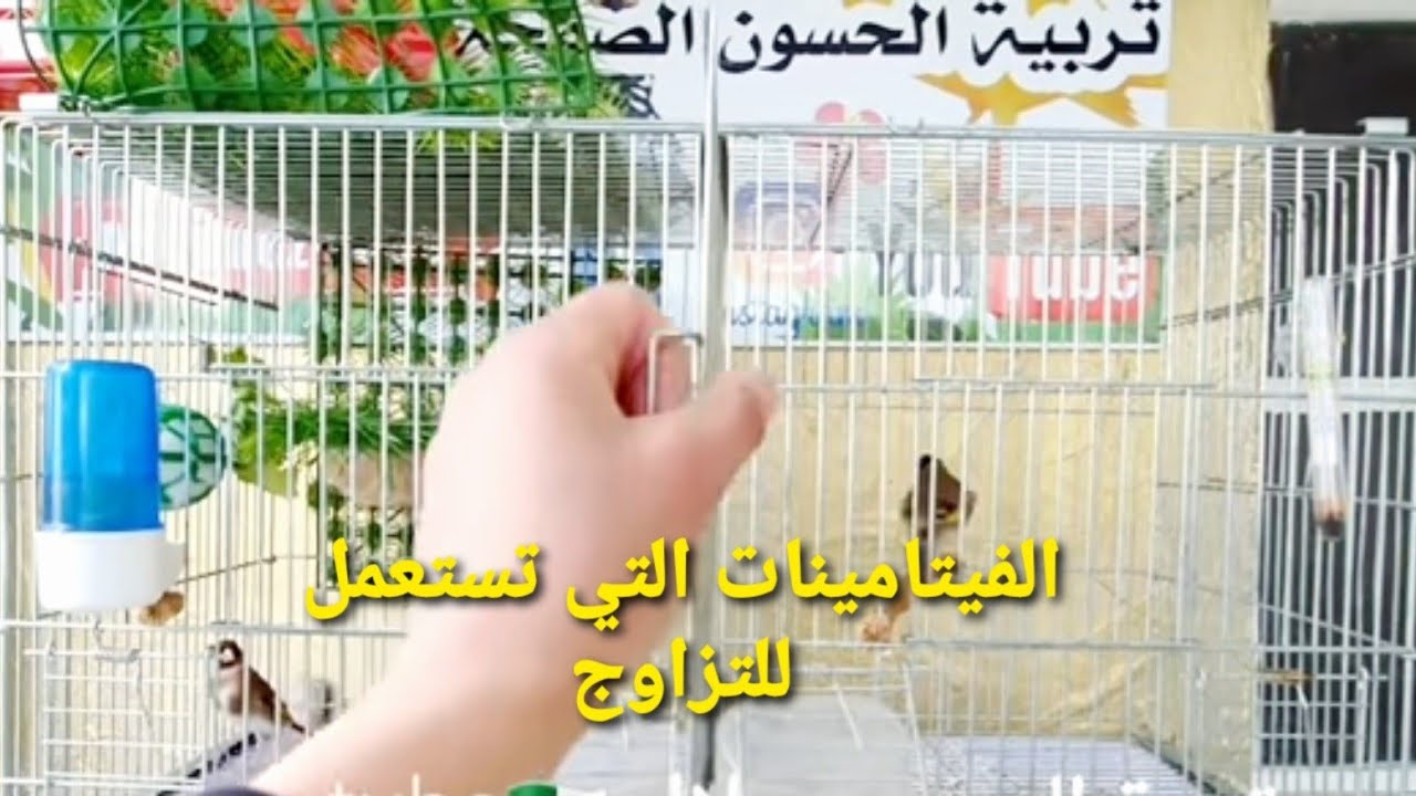 ماهي الفيتامينات المهيجة لأزواج الحسون والطيور الأخرى كيف نقدمها هل للأنثى فقط أو معا و لماذا