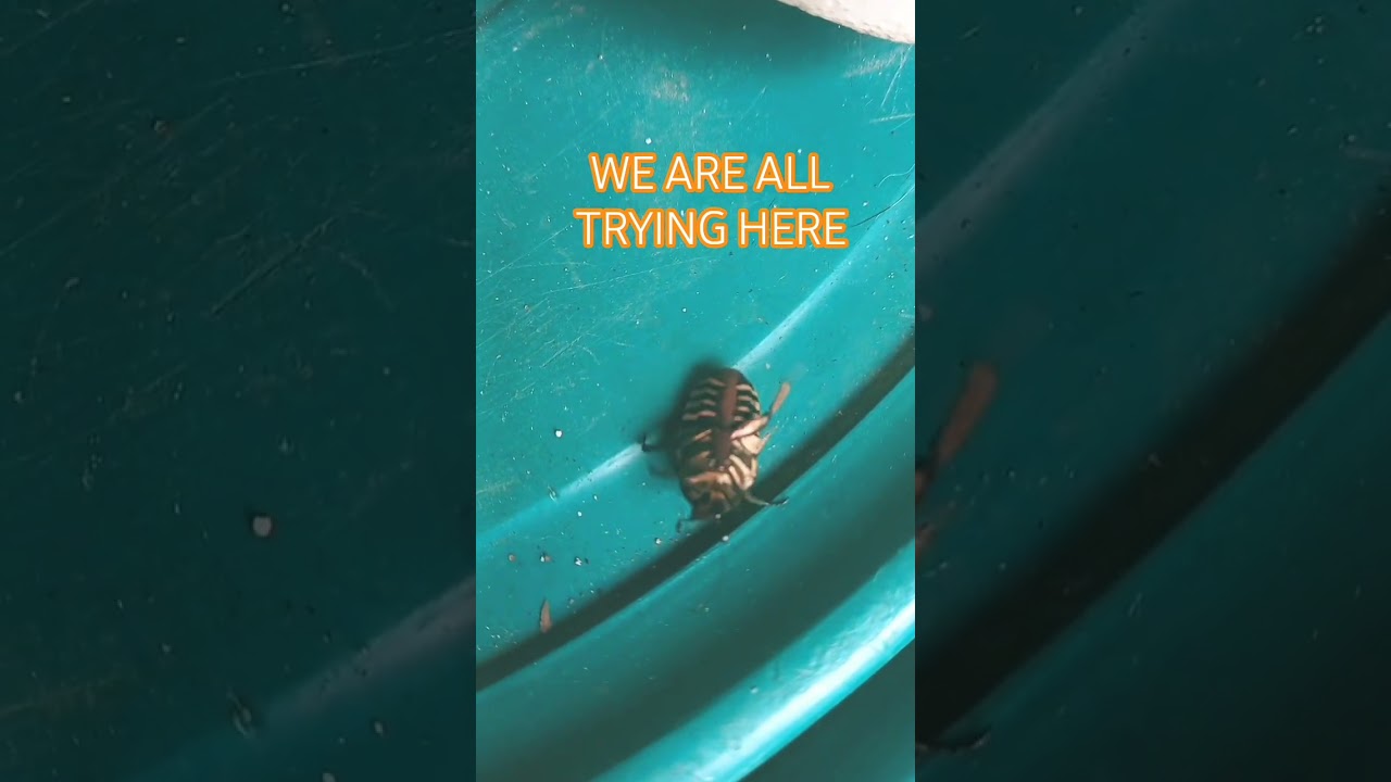 WE ARE ALL TRYING HERE