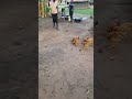 African Village Chickens Feeding Time 🐔