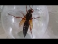 Large American Hornet Gets Drunk On Wine