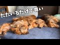 ミニチュアダックスただいるだけで尊い