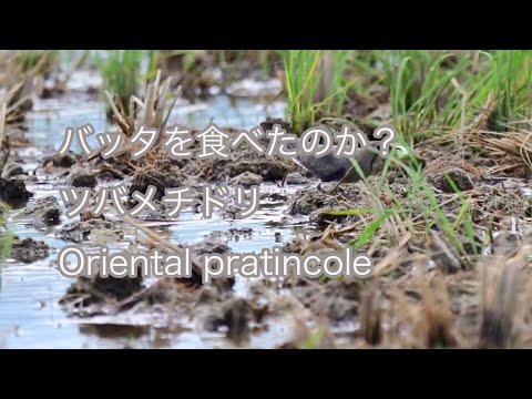 【バッタを食べたのか？】ツバメチドリ Oriental pratincole