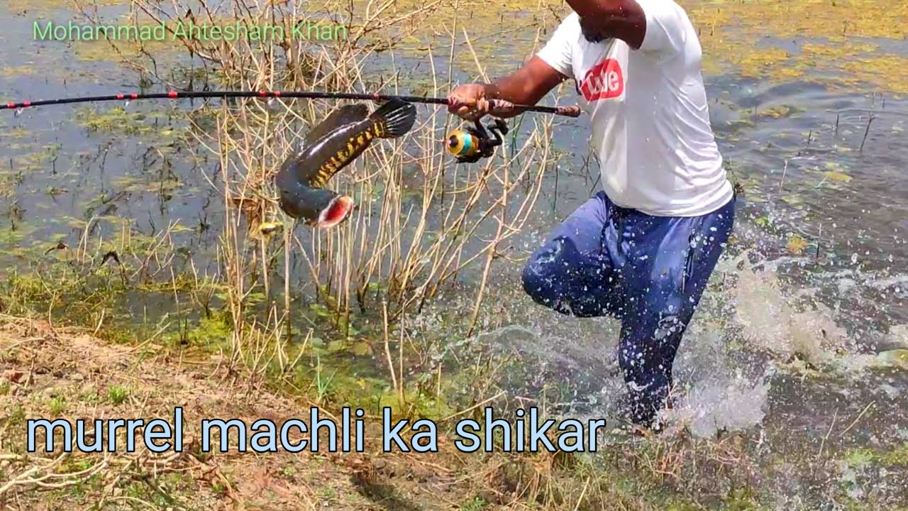 Amazing fish catching murrel | Rod fishing | shikar snakehead fish | machhali ka shikar