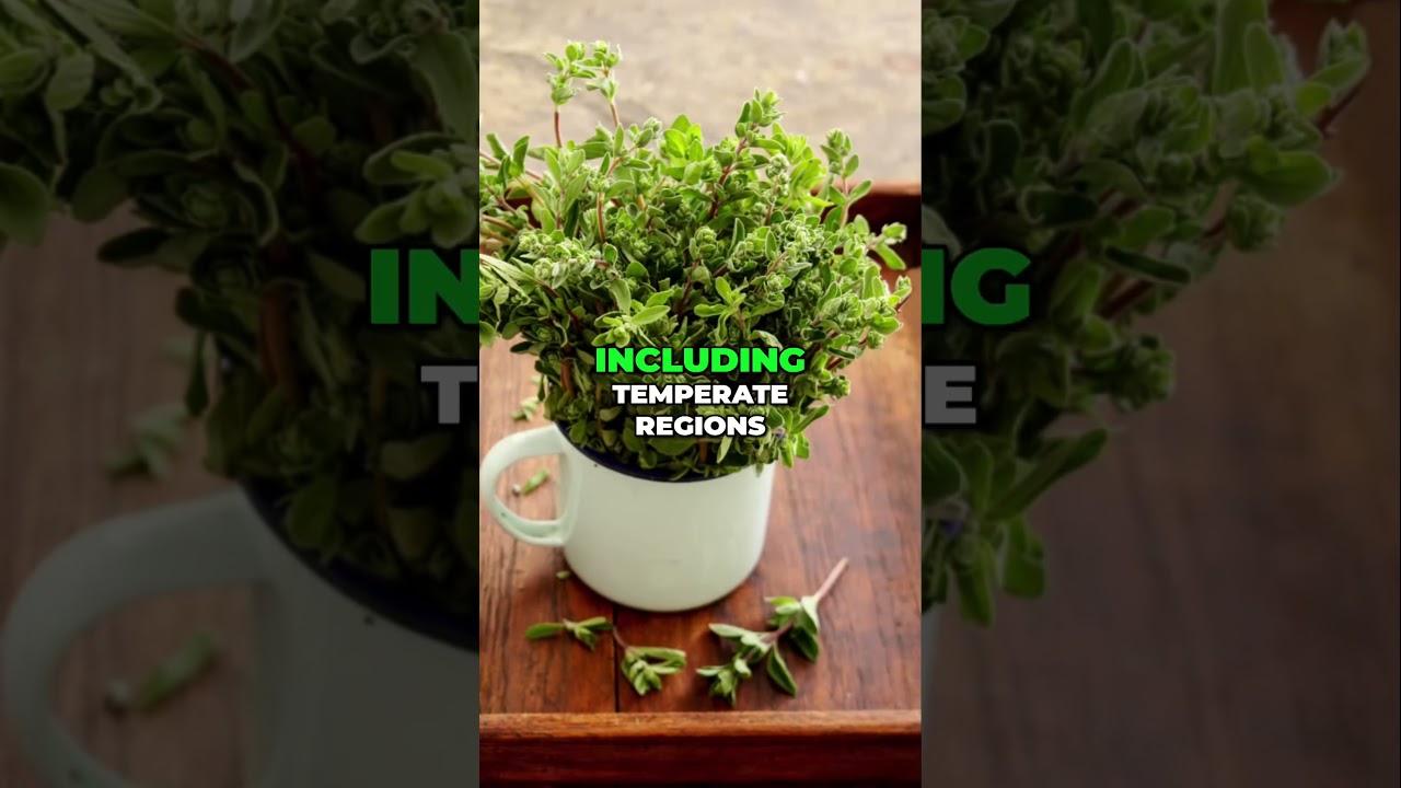 The Secret to Never-Ending Marjoram Harvests!