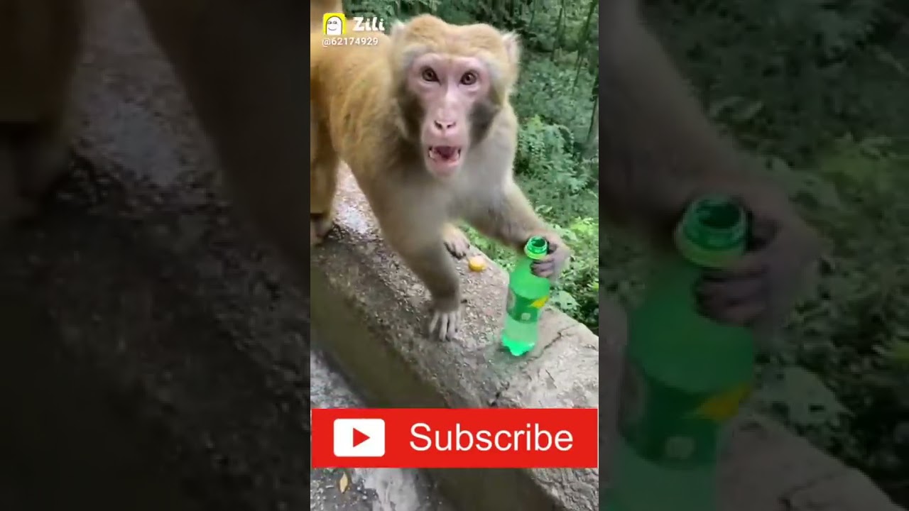 Funny Monkey Bottle Open 