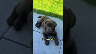 Top 5 Most Loyal Dog Breeds in the World (Number 1 is Heart-Melting ❤️)