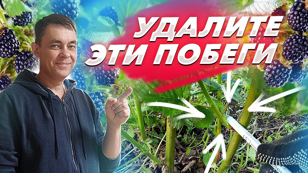 УДАЛИТЕ ЭТИ ПОБЕГИ НА ЕЖЕВИКЕ И БУДЕТ МНОГО КРУПНОЙ ЯГОДЫ / ВЫРАЩИВАНИЕ ЕЖЕВИКИ НА ДАЧЕ